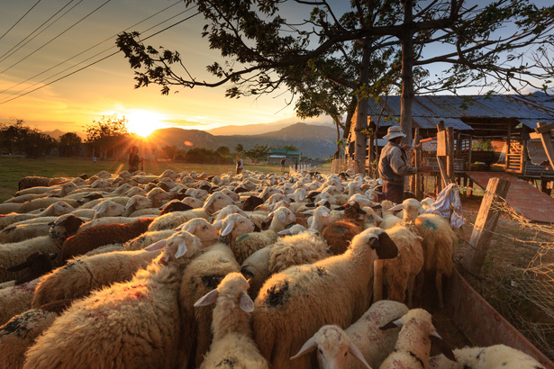 Farmer With Flock Of Sheep