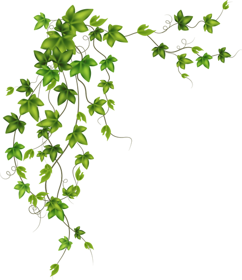 Green Vine Leaves Illustration